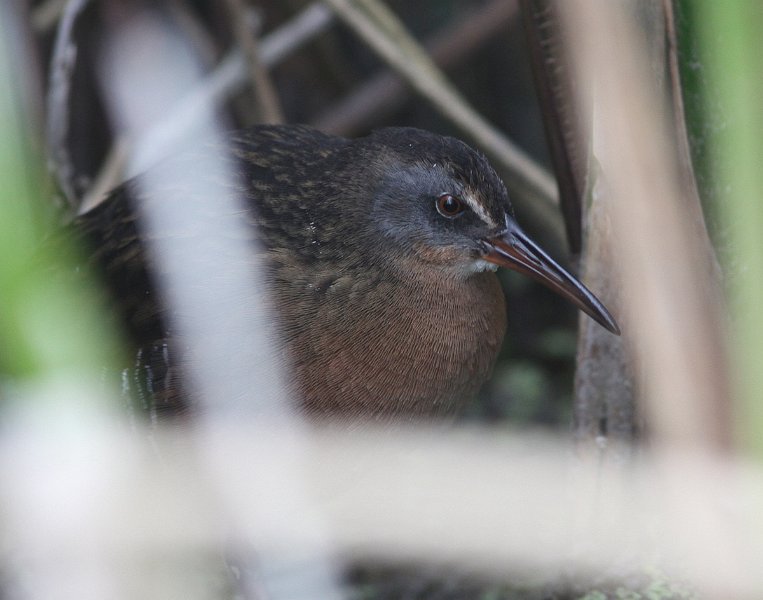 Virginia Rail.JPG - Virginia Rail, photo by Randy Pinkston